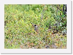 punatulkku mustikassa  Common Bullfinch * 800 x 567 * (419KB)